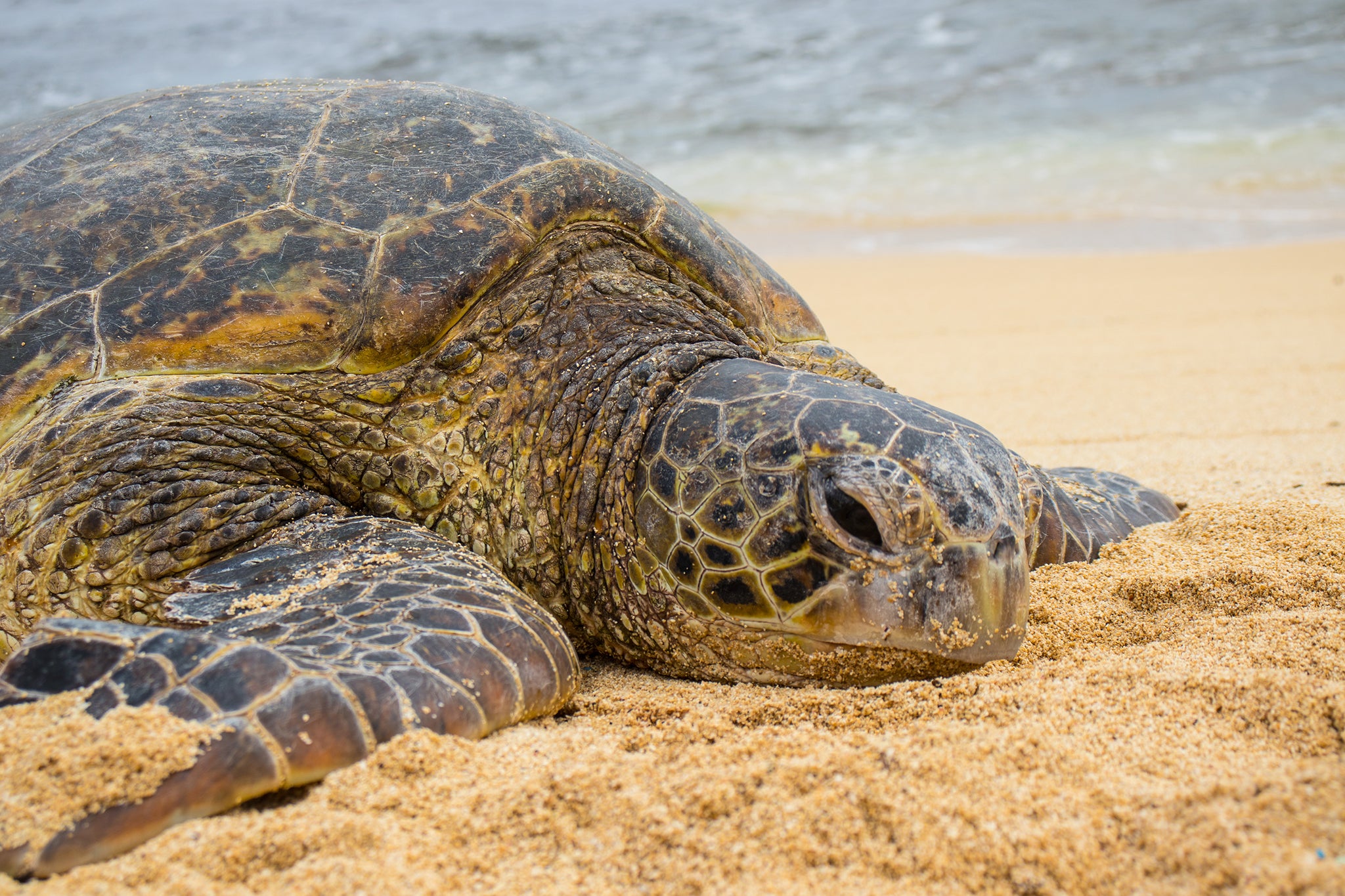 Hawaiian Green Sea Turtle - SeboArt.com