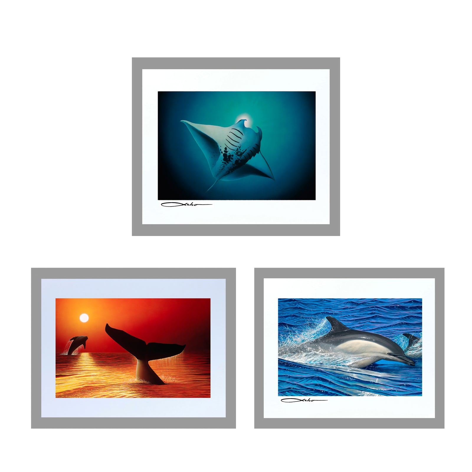 Sea Life Collection 11" x 14" Matted Prints (Set of 3)