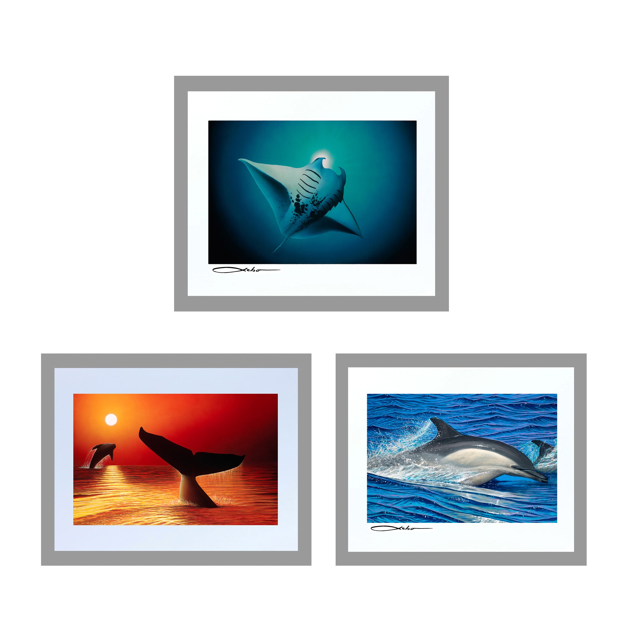 Sea Life Collection 11" x 14" Matted Prints (Set of 3)